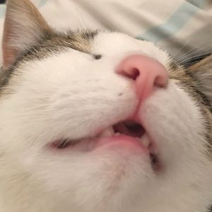 Meet your Posher, Wilhelmina